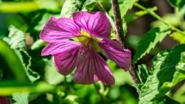 DSC_3662.jpg