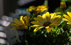 DSC_3696.jpg