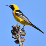 Oriole4.jpg