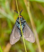 Moth-0176.jpg