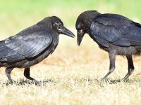 Crow2.jpg