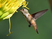 Hummer10.jpg