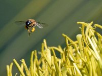 Bee.jpg