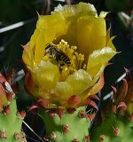 Bee on Cactus Flower cropped.jpg