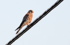 30th June 2015 038.JPG