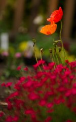 DSC_7369-2 poppies-0001-2015-06-30T20_02_18.jpg