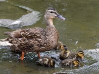 Ducks.jpg