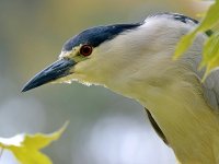 BlackHeron.jpg