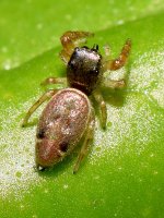 Spider2.jpg