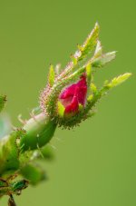 20150628-the wild rose.jpg