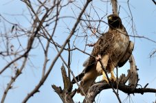 1st July 2015 011.JPG