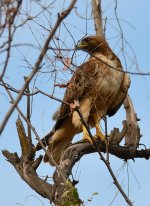 1st July 2015 015.JPG