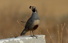 1st July 2015 029.JPG