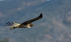 1st July 2015 054.JPG