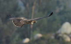 1st July 2015 055.JPG