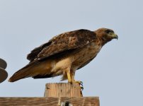 1st July 2015 027.JPG