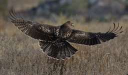 1st July 2015 035.JPG