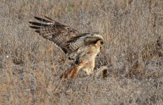 1st July 2015 042.JPG