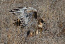 1st July 2015 049.JPG