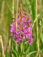 DSCN1346.jpg