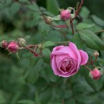 pink-rose.jpg