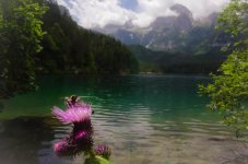 20150620-bee in the mountains.jpg