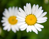 LongFlower-2.jpg