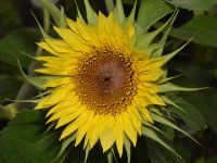 SunFlower.jpg
