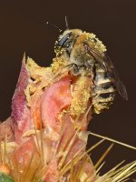 Bee.jpg