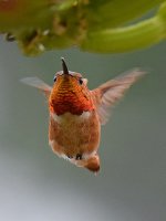 Hummer.jpg
