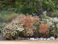 Buckwheat.jpg