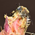 Bee2.jpg