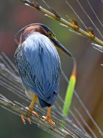 GreenHeron.jpg
