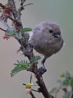 Tit3.jpg
