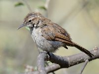 Wren2.jpg