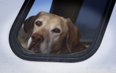 window-charlie-cr1.jpg