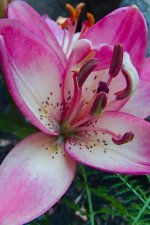 lily -0001.jpg