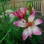 lily -0002.jpg