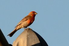 2nd July 2015 001.JPG