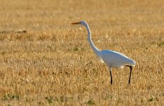 2nd July 2015 006.JPG