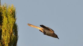 2nd July 2015 013.JPG