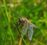 DSCN1520.jpg
