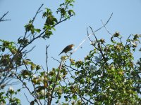 DSCN1481.jpg