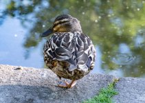DSC_3746.jpg