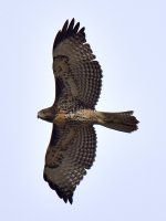 CoopersHawk5.jpg