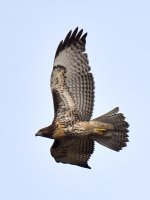 CoopersHawk2.jpg