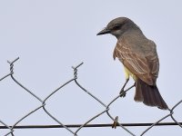 Kingbird.jpg