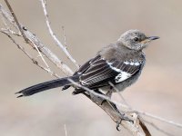 Mockingbird.jpg