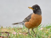 Robin.jpg