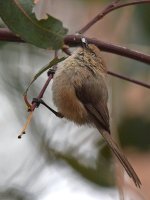 Tit2.jpg